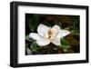 A Large, Creamy White Southern Magnolia Flower Blossom is Circled by the Glossy Green Leaves of The-Kenneth Keifer-Framed Photographic Print