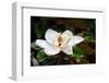 A Large, Creamy White Southern Magnolia Flower Blossom is Circled by the Glossy Green Leaves of The-Kenneth Keifer-Framed Photographic Print