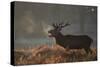 A Large Deer Stag Calls Out in the Mist-Alex Saberi-Stretched Canvas