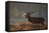 A Large Deer Stag Calls Out in the Mist-Alex Saberi-Framed Stretched Canvas