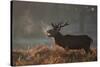 A Large Deer Stag Calls Out in the Mist-Alex Saberi-Stretched Canvas