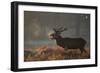 A Large Deer Stag Calls Out in the Mist-Alex Saberi-Framed Photographic Print