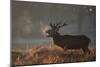 A Large Deer Stag Calls Out in the Mist-Alex Saberi-Mounted Photographic Print