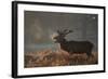 A Large Deer Stag Calls Out in the Mist-Alex Saberi-Framed Photographic Print