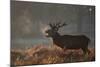 A Large Deer Stag Calls Out in the Mist-Alex Saberi-Mounted Photographic Print