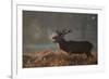 A Large Deer Stag Calls Out in the Mist-Alex Saberi-Framed Photographic Print