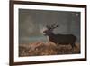 A Large Deer Stag Calls Out in the Mist-Alex Saberi-Framed Photographic Print