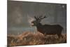 A Large Deer Stag Calls Out in the Mist-Alex Saberi-Mounted Photographic Print