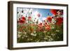 A Large Field of Poppies and Daisies Near Newark in Nottinghamshire, England Uk-Tracey Whitefoot-Framed Premium Photographic Print