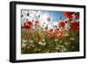 A Large Field of Poppies and Daisies Near Newark in Nottinghamshire, England Uk-Tracey Whitefoot-Framed Premium Photographic Print