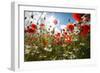 A Large Field of Poppies and Daisies Near Newark in Nottinghamshire, England Uk-Tracey Whitefoot-Framed Premium Photographic Print