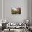 A Large Field of Poppies and Daisies Near Newark in Nottinghamshire, England Uk-Tracey Whitefoot-Photographic Print displayed on a wall