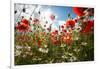 A Large Field of Poppies and Daisies Near Newark in Nottinghamshire, England Uk-Tracey Whitefoot-Framed Photographic Print