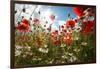 A Large Field of Poppies and Daisies Near Newark in Nottinghamshire, England Uk-Tracey Whitefoot-Framed Photographic Print