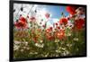 A Large Field of Poppies and Daisies Near Newark in Nottinghamshire, England Uk-Tracey Whitefoot-Framed Photographic Print