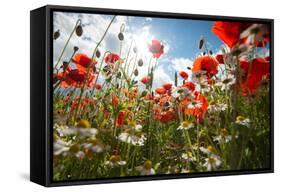 A Large Field of Poppies and Daisies Near Newark in Nottinghamshire, England Uk-Tracey Whitefoot-Framed Stretched Canvas