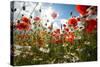 A Large Field of Poppies and Daisies Near Newark in Nottinghamshire, England Uk-Tracey Whitefoot-Stretched Canvas