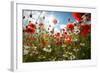 A Large Field of Poppies and Daisies Near Newark in Nottinghamshire, England Uk-Tracey Whitefoot-Framed Photographic Print