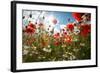 A Large Field of Poppies and Daisies Near Newark in Nottinghamshire, England Uk-Tracey Whitefoot-Framed Photographic Print