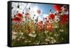 A Large Field of Poppies and Daisies Near Newark in Nottinghamshire, England Uk-Tracey Whitefoot-Framed Stretched Canvas