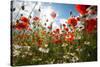 A Large Field of Poppies and Daisies Near Newark in Nottinghamshire, England Uk-Tracey Whitefoot-Stretched Canvas