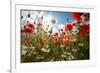 A Large Field of Poppies and Daisies Near Newark in Nottinghamshire, England Uk-Tracey Whitefoot-Framed Photographic Print