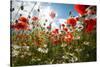 A Large Field of Poppies and Daisies Near Newark in Nottinghamshire, England Uk-Tracey Whitefoot-Stretched Canvas