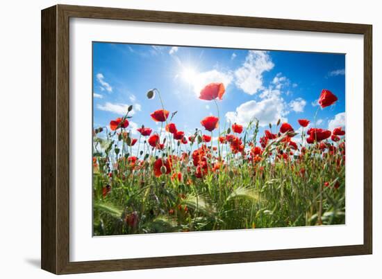 A Large Field of Poppies Near Newark in Nottinghamshire, England Uk-Tracey Whitefoot-Framed Photographic Print