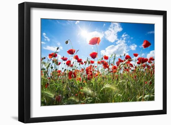 A Large Field of Poppies Near Newark in Nottinghamshire, England Uk-Tracey Whitefoot-Framed Premium Photographic Print