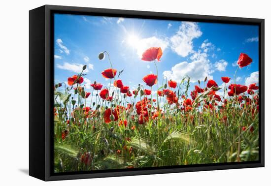 A Large Field of Poppies Near Newark in Nottinghamshire, England Uk-Tracey Whitefoot-Framed Stretched Canvas