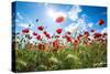 A Large Field of Poppies Near Newark in Nottinghamshire, England Uk-Tracey Whitefoot-Stretched Canvas