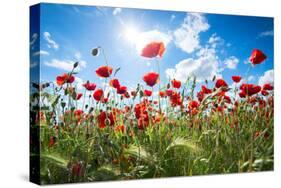 A Large Field of Poppies Near Newark in Nottinghamshire, England Uk-Tracey Whitefoot-Stretched Canvas