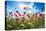 A Large Field of Poppies Near Newark in Nottinghamshire, England Uk-Tracey Whitefoot-Stretched Canvas