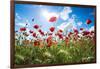 A Large Field of Poppies Near Newark in Nottinghamshire, England Uk-Tracey Whitefoot-Framed Photographic Print