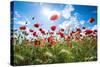 A Large Field of Poppies Near Newark in Nottinghamshire, England Uk-Tracey Whitefoot-Stretched Canvas