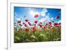 A Large Field of Poppies Near Newark in Nottinghamshire, England Uk-Tracey Whitefoot-Framed Photographic Print