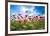 A Large Field of Poppies Near Newark in Nottinghamshire, England Uk-Tracey Whitefoot-Framed Photographic Print