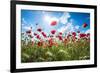 A Large Field of Poppies Near Newark in Nottinghamshire, England Uk-Tracey Whitefoot-Framed Photographic Print