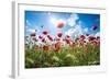 A Large Field of Poppies Near Newark in Nottinghamshire, England Uk-Tracey Whitefoot-Framed Photographic Print