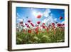 A Large Field of Poppies Near Newark in Nottinghamshire, England Uk-Tracey Whitefoot-Framed Photographic Print