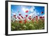 A Large Field of Poppies Near Newark in Nottinghamshire, England Uk-Tracey Whitefoot-Framed Photographic Print