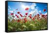 A Large Field of Poppies Near Newark in Nottinghamshire, England Uk-Tracey Whitefoot-Framed Stretched Canvas