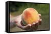 A Large, Freestone Peach from the Kimberly Orchards in Central Oregon-Buddy Mays-Framed Stretched Canvas