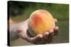 A Large, Freestone Peach from the Kimberly Orchards in Central Oregon-Buddy Mays-Stretched Canvas