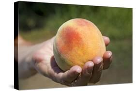 A Large, Freestone Peach from the Kimberly Orchards in Central Oregon-Buddy Mays-Stretched Canvas