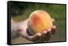 A Large, Freestone Peach from the Kimberly Orchards in Central Oregon-Buddy Mays-Framed Stretched Canvas