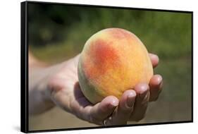 A Large, Freestone Peach from the Kimberly Orchards in Central Oregon-Buddy Mays-Framed Stretched Canvas