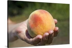 A Large, Freestone Peach from the Kimberly Orchards in Central Oregon-Buddy Mays-Stretched Canvas