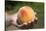 A Large, Freestone Peach from the Kimberly Orchards in Central Oregon-Buddy Mays-Stretched Canvas