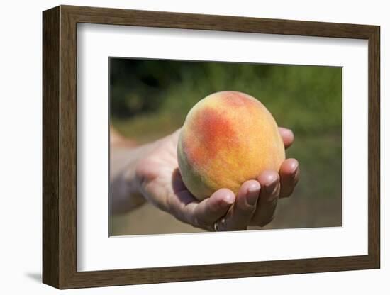 A Large, Freestone Peach from the Kimberly Orchards in Central Oregon-Buddy Mays-Framed Photographic Print